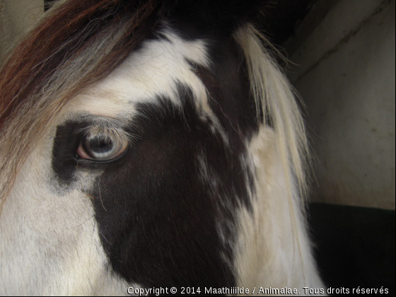 Rien ne sert de parler quand on a un regard qui en dit autant. - Photo de Chevaux