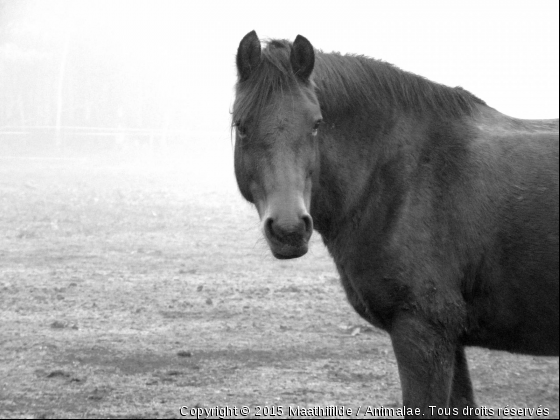 Hérésie  - Photo de Chevaux