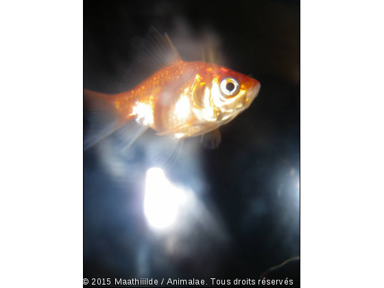 Poisson Rouge - Photo de Faune marine