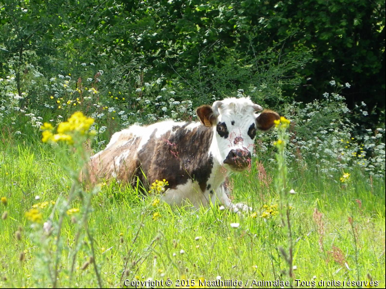Vache - Photo de Animaux Ferme