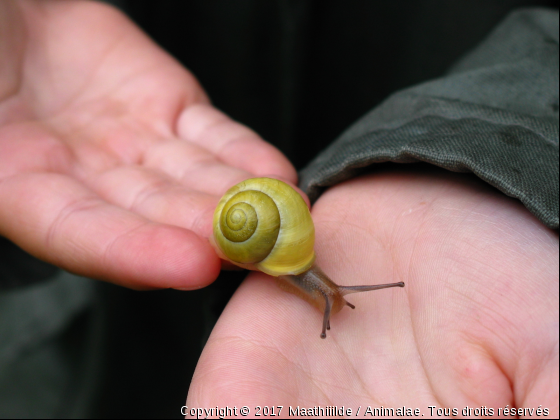 Escargot  - Photo de Microcosme