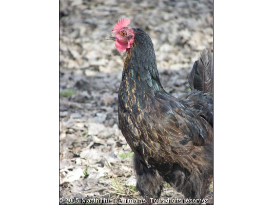 Coq  - Photo de Animaux Ferme