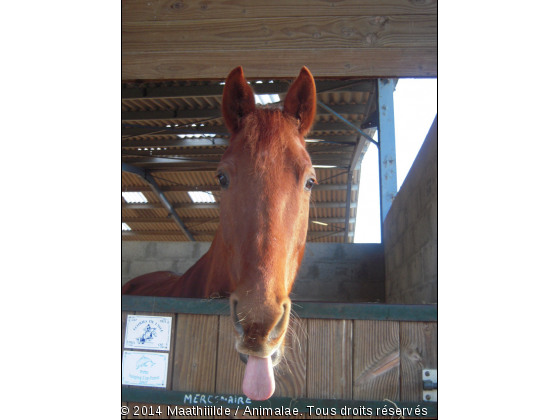 Mercenaire qui tire la Langue. ♥ - Photo de Chevaux