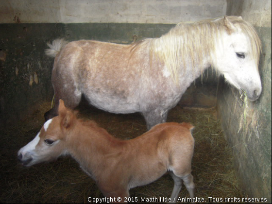 Roxy &amp; Abricot - Photo de Chevaux