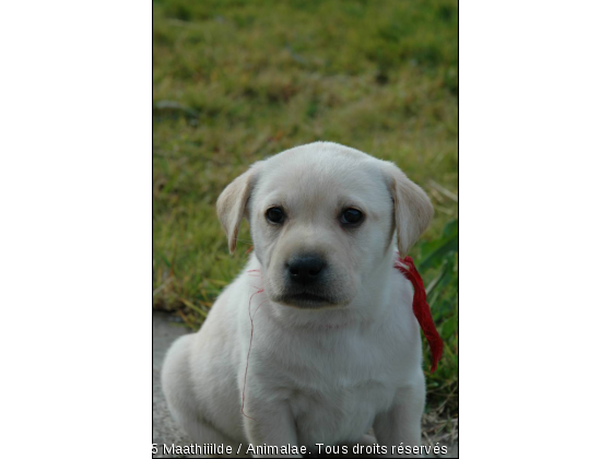 Chiot Labrador - Photo de Chiens