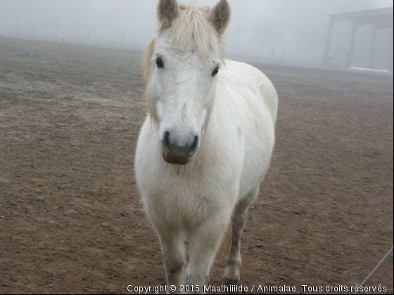 Regardez moi cette bouille d&#039;ange. BLANCHETTE ♥ - Photo de Chevaux