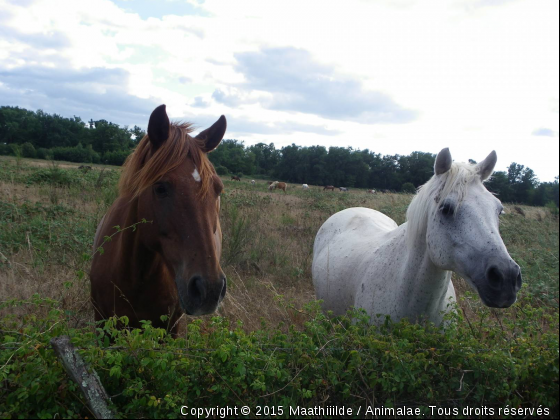 D&amp;P  - Photo de Chevaux