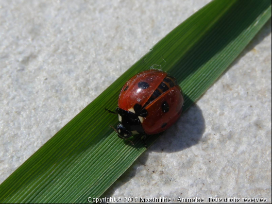 Co-coccinelle  - Photo de Microcosme