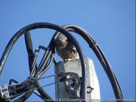 Chouette. - Photo de Oiseaux