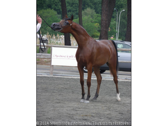 EQUiTAiNE 2011 - Photo de Chevaux