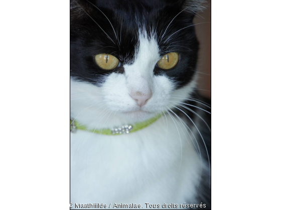 Vanita - Photo de Chats