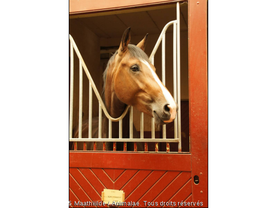 Inconnu. - Photo de Chevaux