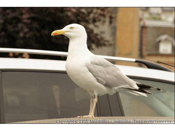 Mouette. - Photo de Oiseaux