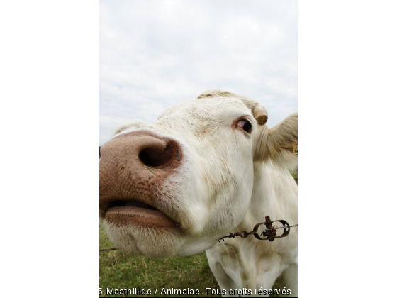 VACHE. - Photo de Animaux Ferme