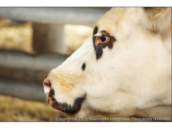 Vache a Lunettes.  - Photo de Animaux Ferme