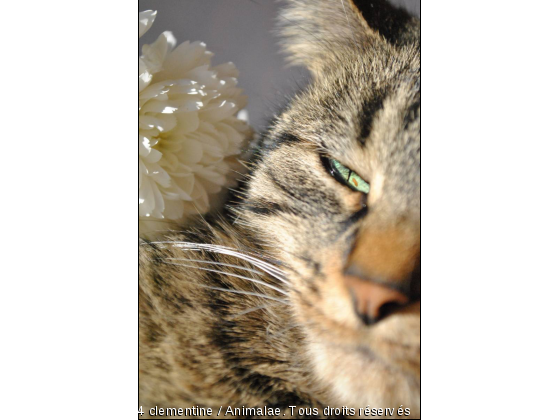 beauté fleurale - Photo de Chats