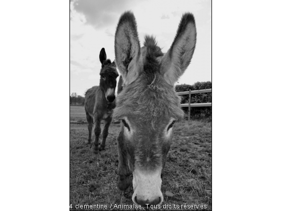 une rencontre... - Photo de Animaux Ferme