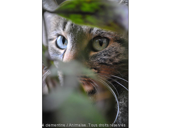 effet de lumière - Photo de Chats