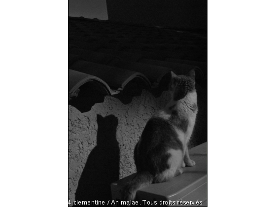 Pas l&#039;ombre d&#039;un chat - Photo de Chats