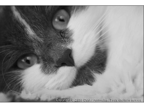 Portrait très félin - Photo de Chats