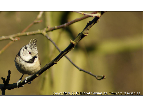 Tout en huppette! - Photo de Oiseaux