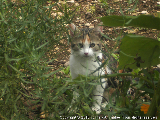 mon p&#039;tit chat - Photo de Chats