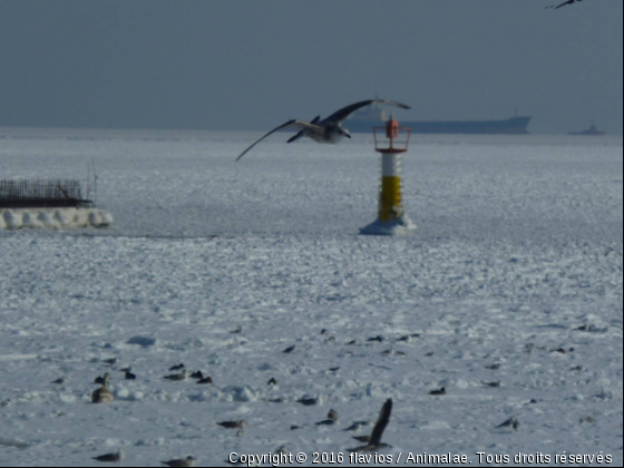 MOUETTE SUR LA BALTIQUE - Photo de Oiseaux