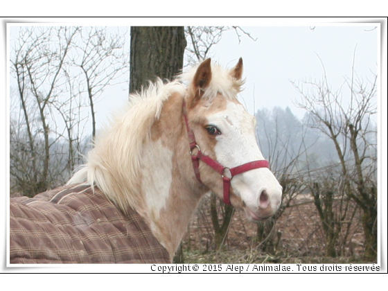 Alep ♥ - Photo de Chevaux