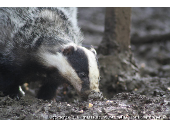 Blaireau - Photo de Animaux sauvages