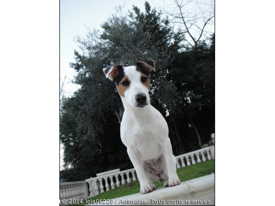 lola jack russell - Photo de Chiens