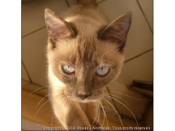 Elle a les yeux révolver, elle a le regard qui tue... - Photo de Chats