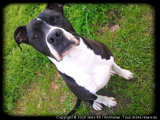 Tyson - Photo de Chiens