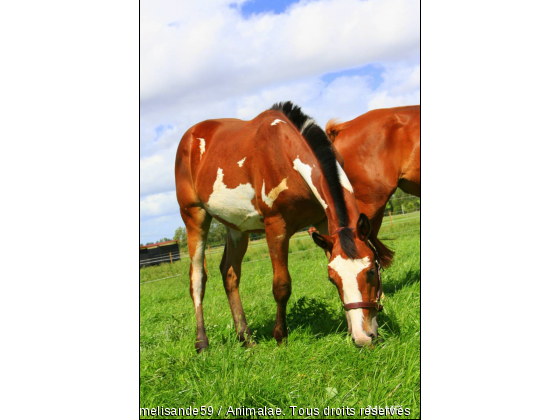 Etalon Paint horse - Photo de Chevaux