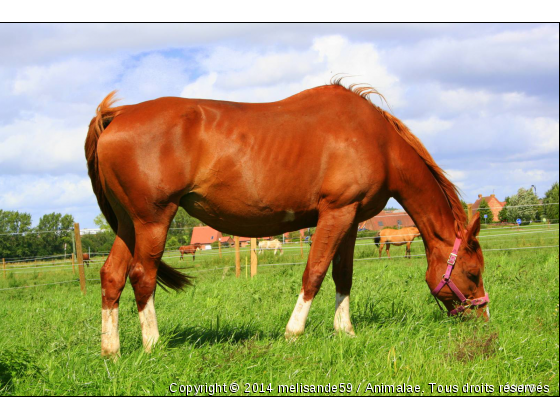 Pouliniere selle francaise - Photo de Chevaux