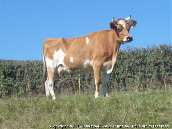 Colchique vache pure jersiaise - Photo de Animaux Ferme