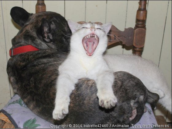 Figaro et hermine - Photo de Chiens