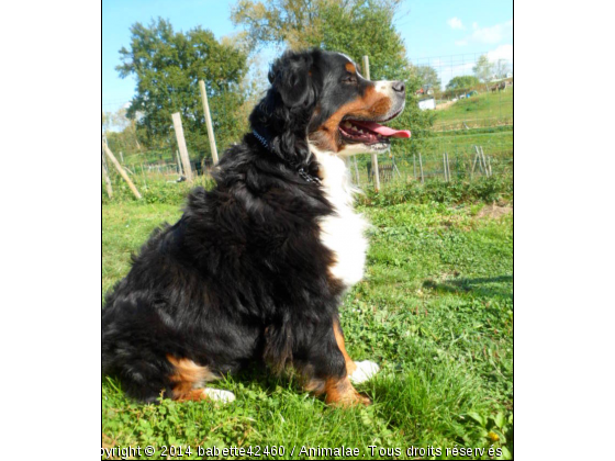 Harmonie  - Photo de Chiens