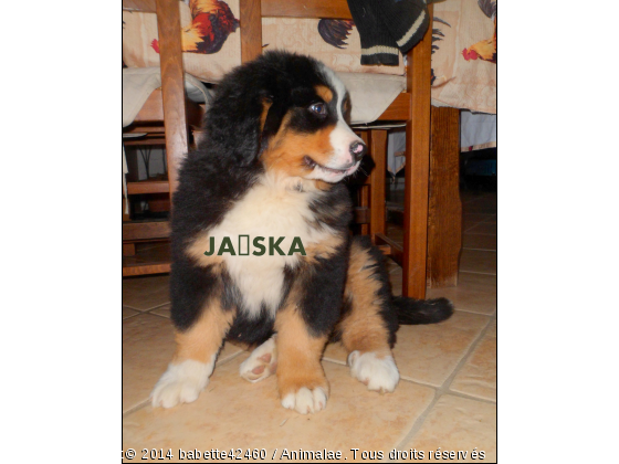 JAÏSKA  - Photo de Chiens