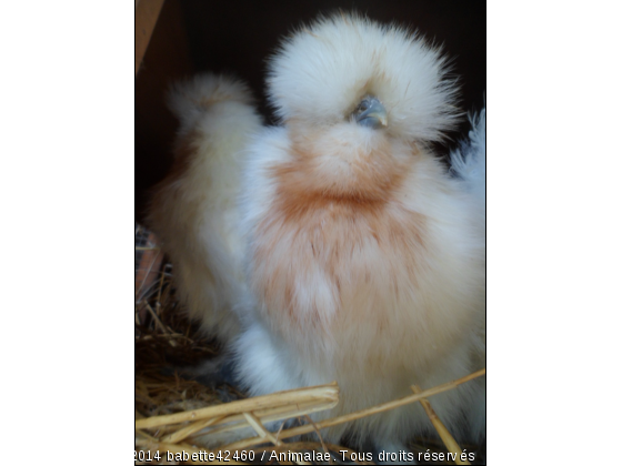 Poule soie barbue de couleur blanche à poitrail fauve - Photo de Animaux Ferme
