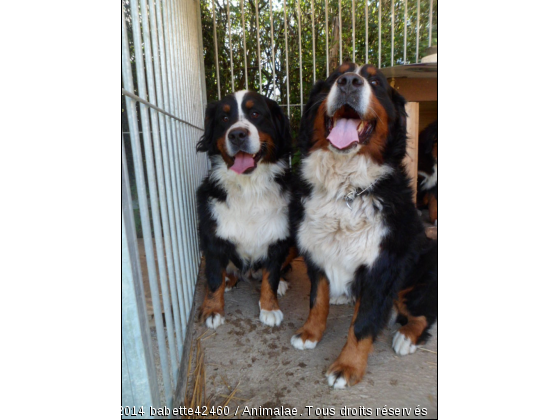 Mes femelles bouvier bernois - Photo de Chiens