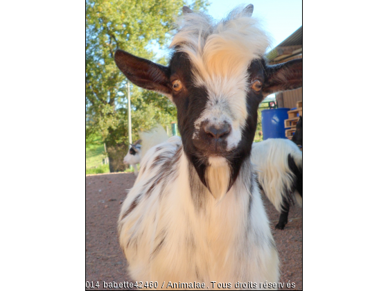 Bouc nain  - Photo de Animaux Ferme