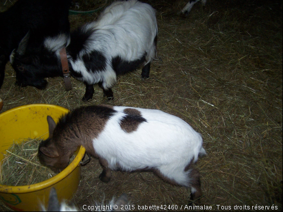 Gwen - Photo de Animaux Ferme