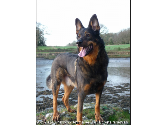 Chaluko sur les Bord de L&#039;odet - Photo de Chiens