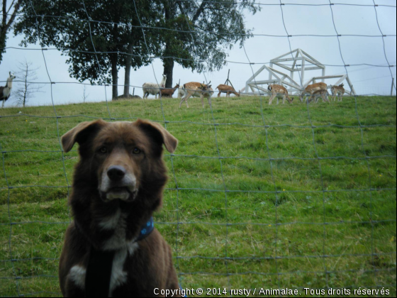 rusty - Photo de Chiens