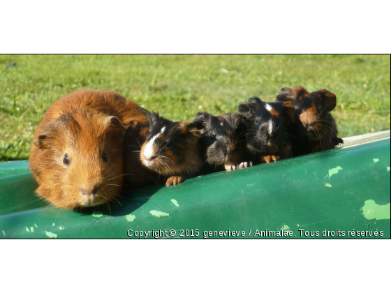 Mes cochon d&#039;inde bien ordonné ... - Photo de Rongeurs