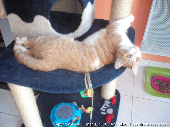 vanille pose - Photo de Chats