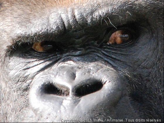 LE REGARD DU GORILLE - Photo de Animaux sauvages