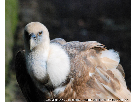 VAUTOUR - Photo de Animaux sauvages