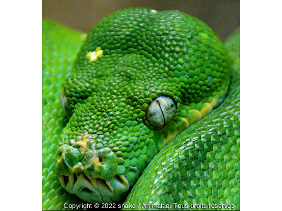 THE SNAKE - Photo de Reptiles