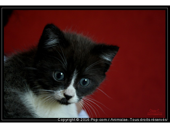 Sangha - Photo de Chats